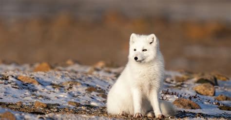 wwf charity lottery|Choose a WWF Appeal to Donate to Today .